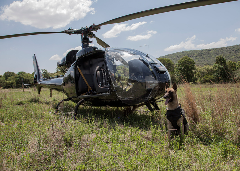 Illustration for article titled Helicopter Dogs
